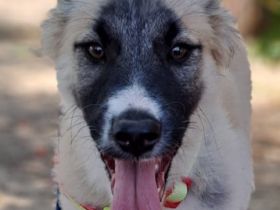 Mira und Manolis, 03/26 - Malinois Welpen suchen verantwortungsvolle Menschen