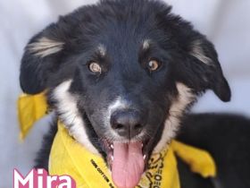 Mira, 03/26 - sollte ertrinken!