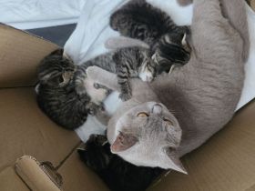 BKH kitten abzugeben