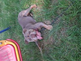 New english bulldog