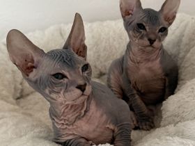 Don Sphynx Kitten