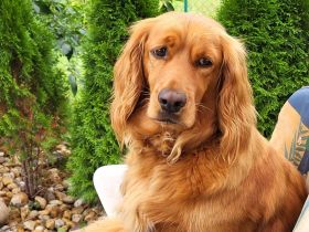 Cocker Spaniel Welpen