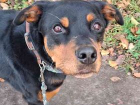 Samson, Rottweiler, geb. 2018, ein " Ein Mann Hund"