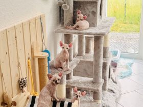 Verspielte Canadian Elf Sphynx Kitten zu verkaufen