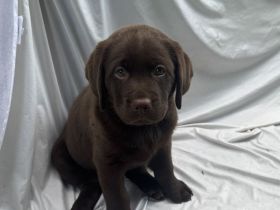 Labradorwelpen reinrassig