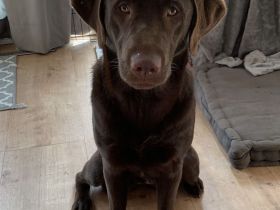 Labradorwelpen reinrassig