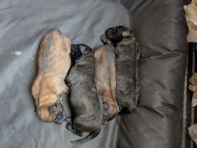Kräftige Belgische Schäferhund-Welpen (Malinois)