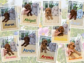 Irish Doodle Welpen