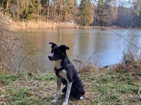 Sensibles Border-Collie-Mix-Mädchen sucht erfahrenes Zuhause