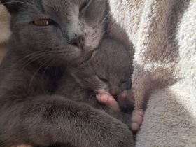 Kitten 12 Woche alt