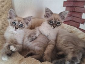 Reinrassige Neva Masquarade Kitten auszugsbereit