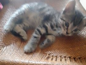 Sehr schöne Babykatzen