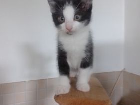 Hübsche kleine Katzenbabydame