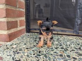 Yorkshire Terrier Welpen
