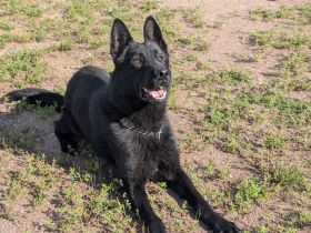 Deutscher Schäferhund Rüde mit Papieren