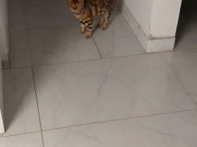 domestiziertes Bengal Katzenparchen (2 Jahre alt)