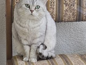 BKH Deckkater