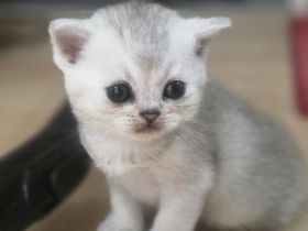 BKH Kitten