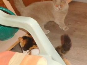 BKH Deckkater mit STB