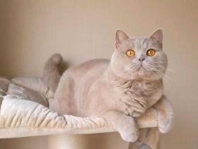 BKH Deckkater mit STB