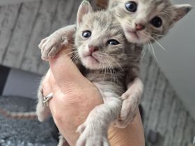 🐾 Liebevolle Russisch-Blau-Mix-Kitten suchen ihr Für-Immer-Zuhause 🐾