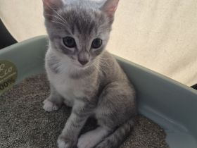 🐾 Liebevolle Russisch-Blau-Mix-Kitten suchen ihr Für-Immer-Zuhause 🐾