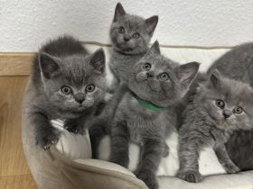 BKH & BLH Kitten in Blue
