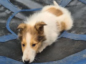Finley - wunderschöner weißer Collie Welpe mit Ahnentafel sucht sein Traumzuhause