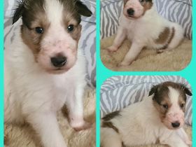 Finley - wunderschöner weißer Collie Welpe mit Ahnentafel sucht sein Traumzuhause
