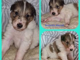 Zwei wunderschöne weiße Colliewelpen mit Ahnentafel suchen ihr Traumzuhause