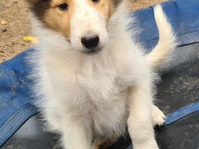 Finley - wunderschöner weißer Collie Welpe mit Ahnentafel sucht sein Traumzuhause