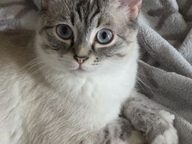 Neue Dosenöffner gesucht für süse Flauschis
