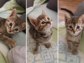 1.2 Cashmere Bengal Kitten ab Ende Juli in liebevolle Hände abzugeben!