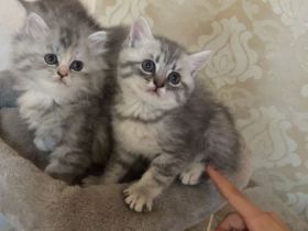 Bkh Kitten