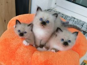 Heilige birma kitten