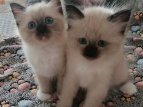 Heilige birma kitten