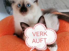 Heilige birma kitten
