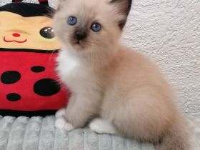 Heilige birma kitten