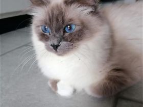 Heilige birma kitten