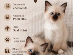 Heilige birma kitten