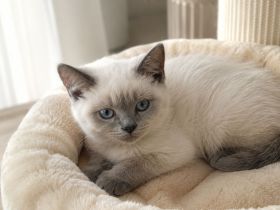 Bkh kitten 13 Wochen alt