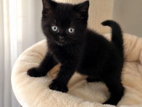 Bkh kitten