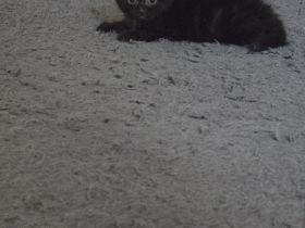 Britisch kurzharr Kater