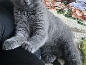 Wunderschöne und liebevolle Katze (BKH-Mix) sucht ein neues Zuhause