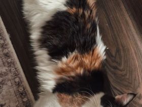 Maine Coon Kitten mit Stammbaum