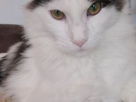 Maine Coon Kitten mit Stammbaum