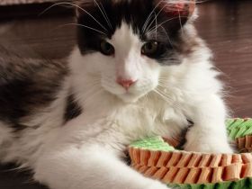 Maine Coon Kitten mit Stammbaum