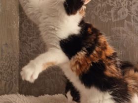 Maine Coon Kitten