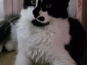 Maine Coon Kitten mit Stammbaum