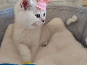 BKH Kitten Reinrassige